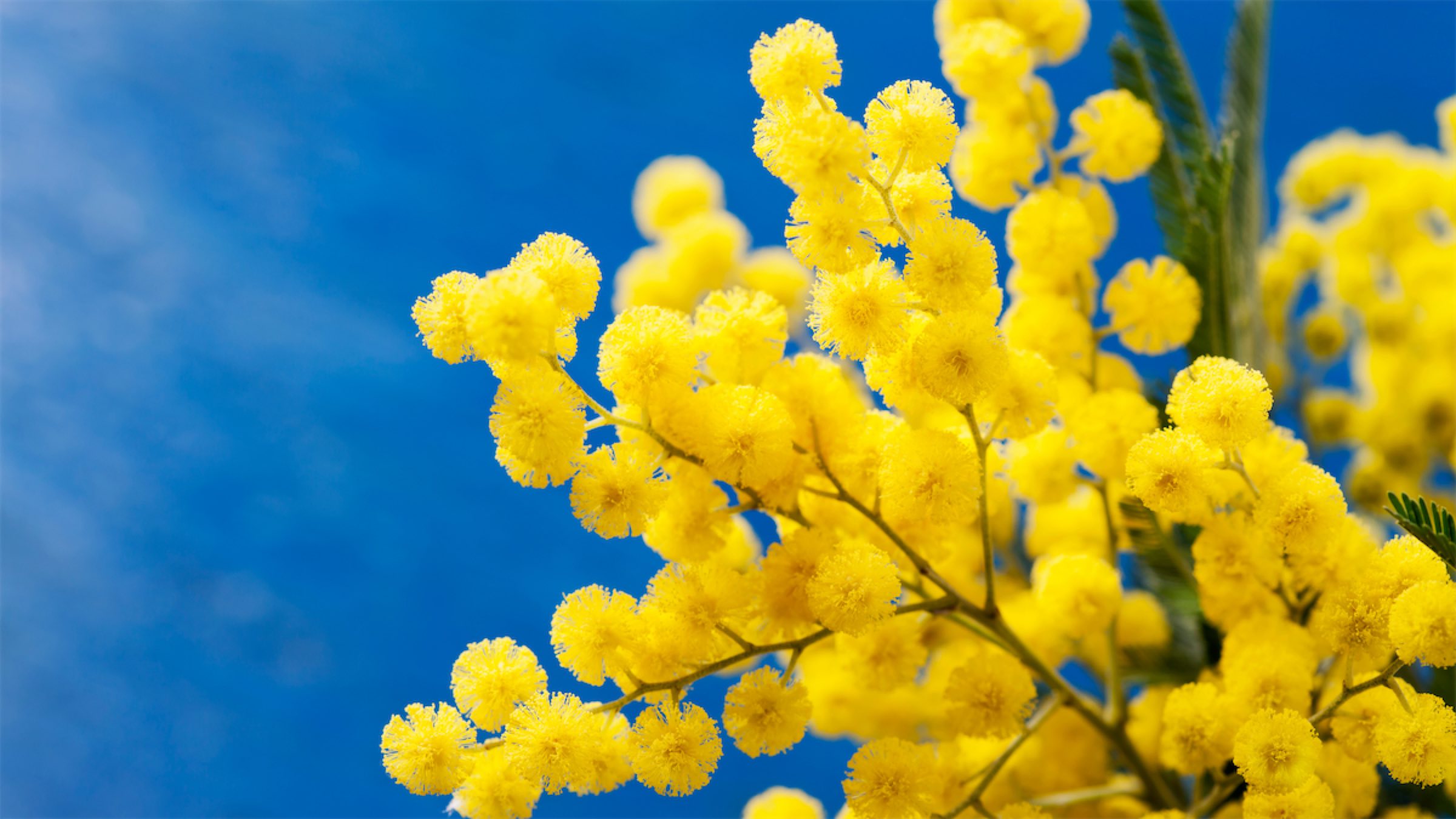 images/mimose.jpg